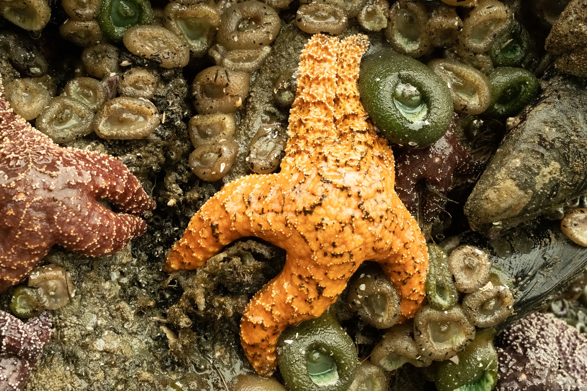Ochre Sea Star
