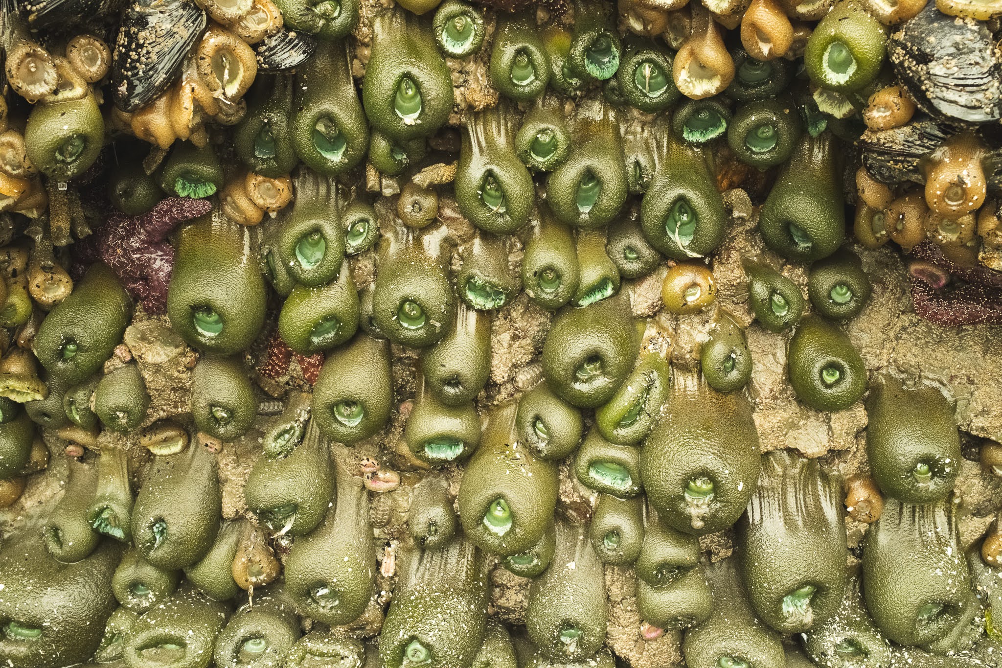 Tide Pool Anemones